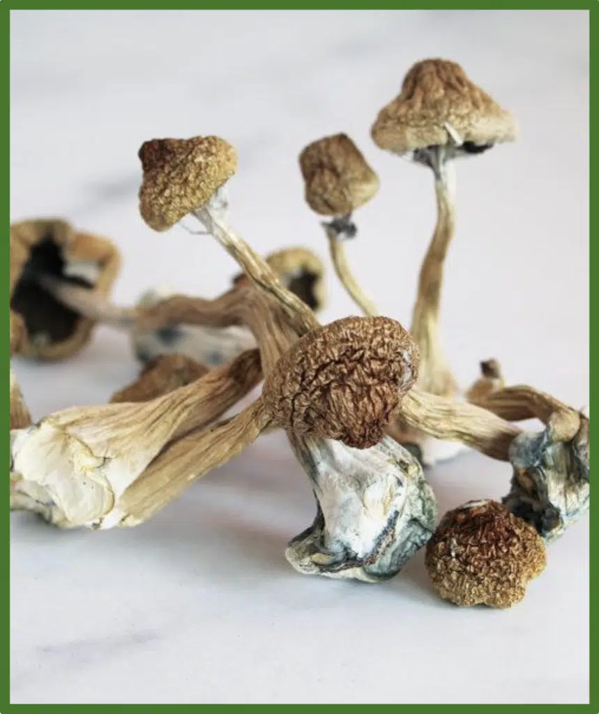 Dried magic mushrooms (Psilocybin)