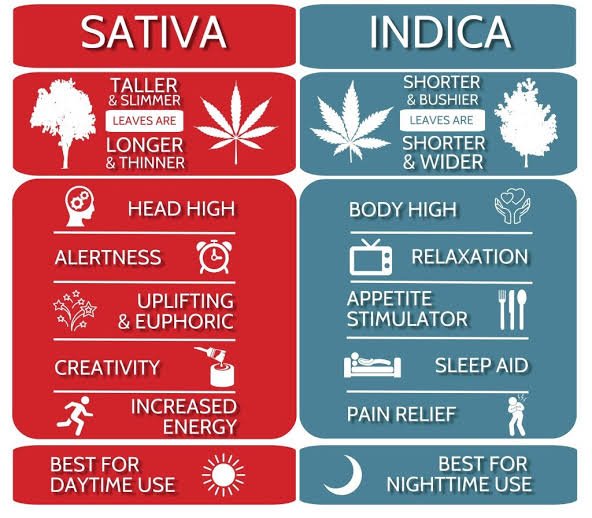 a simple chart comparing indica sativa and hybrid vape cartridge strain profiles by typical time of use How to Choose Vape Cartridges