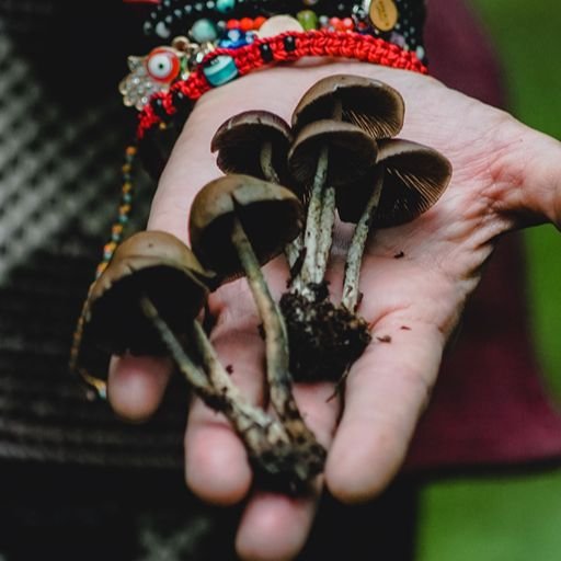 Mushroom Chocolate Bar Effects In Hand